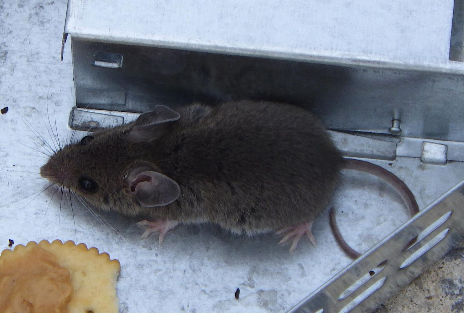 House mouse — Pocklington pest control