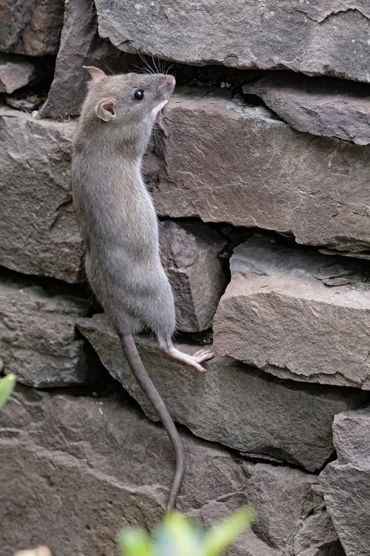 Rats & Mice — pest control in Pocklington