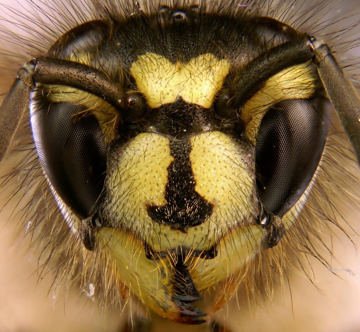 Wasps & Hornets — pest control in Pocklington